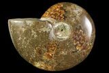 Polished, Agatized Ammonite (Cleoniceras) - Madagascar #119011-1